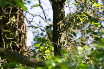 Grünspecht (Picus viridis)