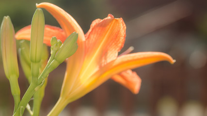 A beautiful flower in the garden in summer which opens up freshly