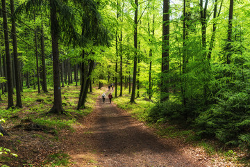 Wandern im Elbsandsteingebirge