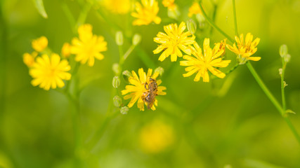 Beautiful green, yellow garden flowers and bee collects nectar in summer in the sun
