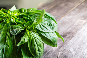 Green fresh organic basilic on the wooden table. Rustic style