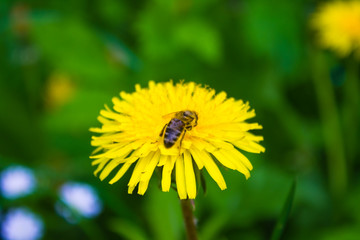 A bee on a dandelion flower