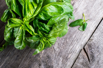 Green fresh organic basilic on the wooden table. Rustic style
