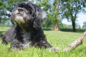 Fototapeta premium hund