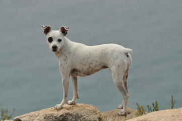 Verrückter Hund