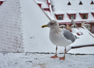 Seagull with winter Tallinn at the background, Estonia