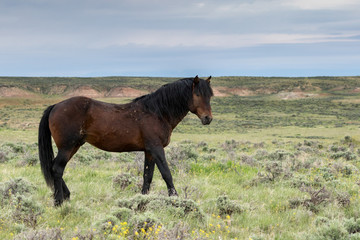 Fototapeta premium Hickory
