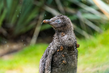 Yellow eyed penguin baby