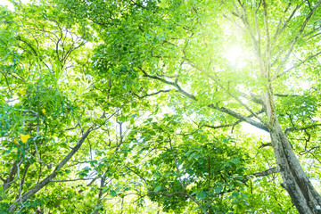 Green forest with sun light ray 