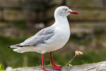 Gull