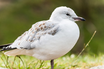 Seagull
