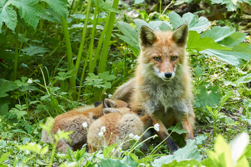 キタキツネの親子
