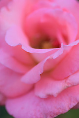 Fototapeta premium Macro details of vibrant pink rose in vertical frame