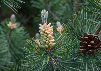 Russia, spring. The miracles that we don't notice...   Flower pine is similar to pineapple. Scotch pine, (Pinus sylvestris Watereri), blooming male flowers.