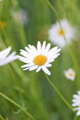 Summer background of white Daisy flower in vertical frame