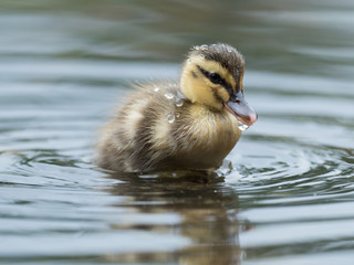 愛らしいカルガモの赤ちゃん