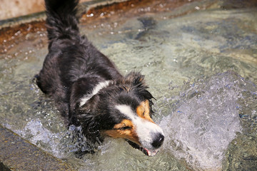 Hund trinkt im Brunnen