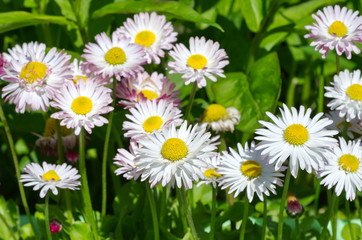 The flowers are Daisies perennial (lat. Bellis perennis)