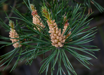 Russia, spring. The miracles that we don't notice...   Flower pine is similar to pineapple. Scotch pine, (Pinus sylvestris Watereri), blooming male flowers.