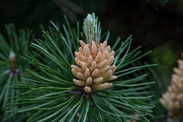 Naklejka na ściany i meble Russia, spring. The miracles that we don't notice... Flower pine is similar to pineapple. Scotch pine, (Pinus sylvestris Watereri), blooming male flowers.