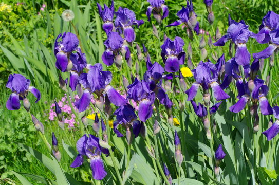 Purple bearded irises (lat. Iris barbatus) in the garden