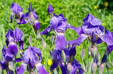 Purple bearded irises (lat. Iris barbatus) closeup