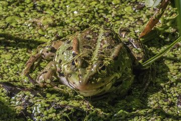 Pelophylax esculentus