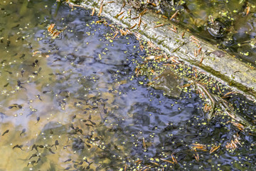 lots of tadpoles