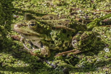 Pelophylax esculentus