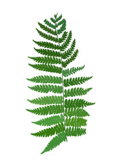 silhouette green fresh fern, vector plant sign illustration