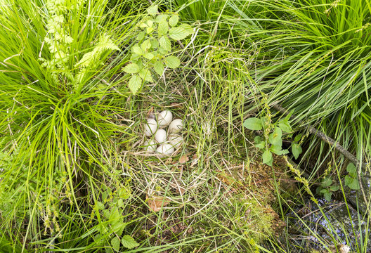 ducks nest closeup