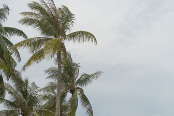 coconut tree beach strom monsoon windy outdoor