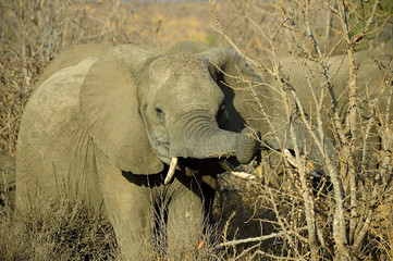 Eating elephant