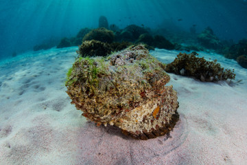 Stonefish Laying on Sand in Indonesia