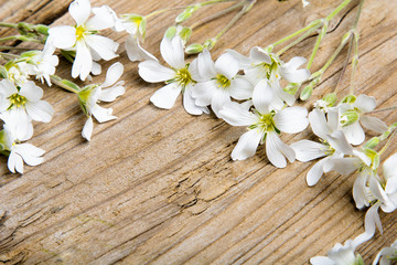 Fototapeta na wymiar white flowers frame on brown wooden background, copy space