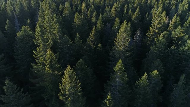 Aerial view of spruce forest in Montenegro