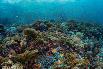 Naklejka na ściany i meble Beautiful Coral Reef in Indonesia