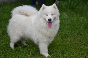 Dog breed samoyed