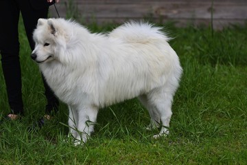 Dog breed samoyed