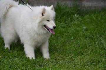 Dog breed samoyed