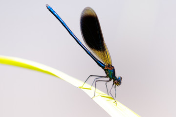 Dragonfly on a stem under the sunlight