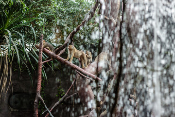Animals in the Prague Zoo, Prague, Czech Republic