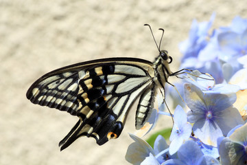 Asian Swallowtail (Papilio xuthus) in Japan