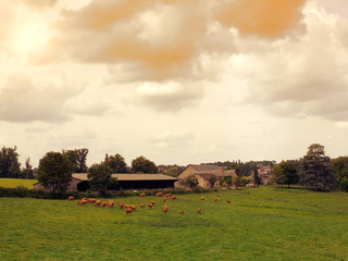 Obraz premium Cows graze on a meadow at sunset France. Landscape suburbs of French villages