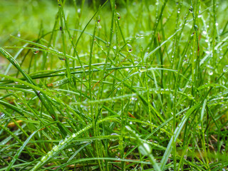 Water droplets on grass from rain at early morning up close