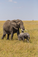 Elephant with a baby
