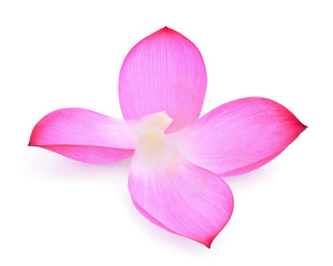 Closeup of lotus petal isolated on white background