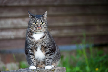 Domestic  cat outdoors sitting near wooden wall