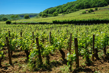 Fototapeta na wymiar F, Burgund, Côte d'Or, Weinlagen, berühmte Weinberge bei Gevrey-Chambertin
