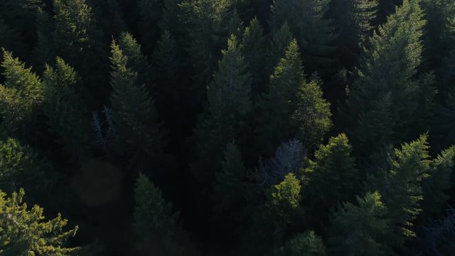 Aerial view of spruce forest in Montenegro